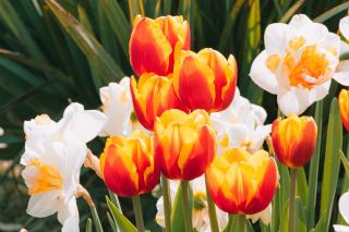 Tulipes, narcisses, crocus : les bulbes à mettre en terre avant l'hiver