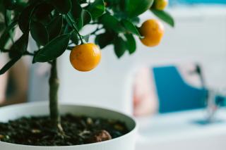 Hivernage du citronnier en pot : lumière, froid et arrosage