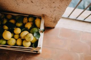 Hivernage du citronnier en pot : lumière, froid et arrosage