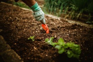 Quel engrais vert semer à l'automne selon la terre de son potager ?