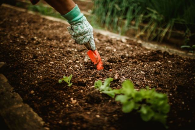 Quel engrais vert semer à l'automne selon la terre de son potager ? Quel engrais vert semer à l'automne selon la terre de son potager ?