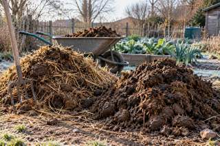 Fumier de cheval ou de vache : lequel apporter au potager cet hiver