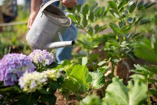 Marché du jardin, achats de végétaux, tendances : ce que mesure la filière