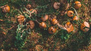 Feuilles mortes, paille ou BRF : quel paillis d'hiver pour le potager