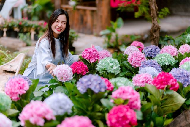 Tailler un hortensia : le bon moment et le bon geste selon l'espèce Tailler un hortensia : le bon moment et le bon geste selon l'espèce