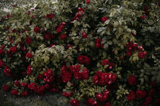 Tailler ses rosiers en novembre ou attendre la fin de l'hiver