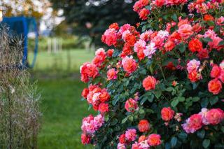 Tailler ses rosiers en novembre ou attendre la fin de l'hiver